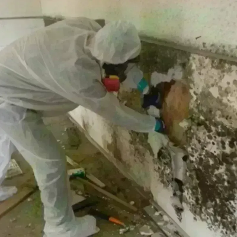 Mold Remediation and Removal in Wellington, CO